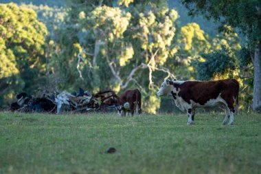 Nehir ve çimlerle kaplı bir havacılık arazisi. Sahilde sığır çiftliği ve deniz kenarında. Okyanus kıyısında ot otlayan ineklerle birlikte tarım.