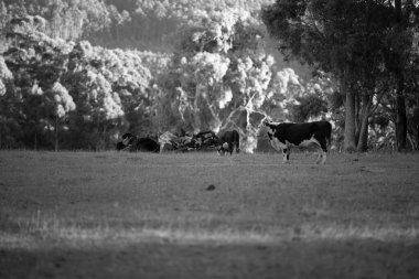 Nehir ve çimlerle kaplı bir havacılık arazisi. Sahilde sığır çiftliği ve deniz kenarında. Okyanus kıyısında ot otlayan ineklerle birlikte tarım.
