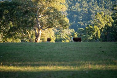 Nehir ve çimlerle kaplı bir havacılık arazisi. Sahilde sığır çiftliği ve deniz kenarında. Okyanus kıyısında ot otlayan ineklerle birlikte tarım.