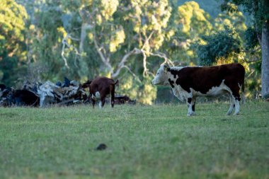 Nehir ve çimlerle kaplı bir havacılık arazisi. Sahilde sığır çiftliği ve deniz kenarında. Okyanus kıyısında ot otlayan ineklerle birlikte tarım.