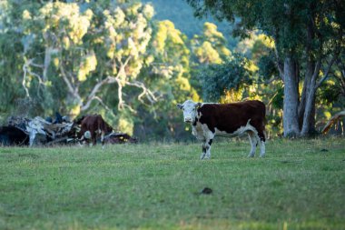 Nehir ve çimlerle kaplı bir havacılık arazisi. Sahilde sığır çiftliği ve deniz kenarında. Okyanus kıyısında ot otlayan ineklerle birlikte tarım.