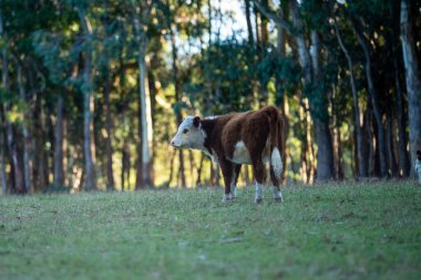 Nehir ve çimlerle kaplı bir havacılık arazisi. Sahilde sığır çiftliği ve deniz kenarında. Okyanus kıyısında ot otlayan ineklerle birlikte tarım.
