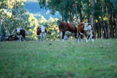 Nehir ve çimlerle kaplı bir havacılık arazisi. Sahilde sığır çiftliği ve deniz kenarında. Okyanus kıyısında ot otlayan ineklerle birlikte tarım.