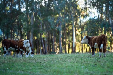 Nehir ve çimlerle kaplı bir havacılık arazisi. Sahilde sığır çiftliği ve deniz kenarında. Okyanus kıyısında ot otlayan ineklerle birlikte tarım.