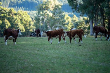 Nehir ve çimlerle kaplı bir havacılık arazisi. Sahilde sığır çiftliği ve deniz kenarında. Okyanus kıyısında ot otlayan ineklerle birlikte tarım.