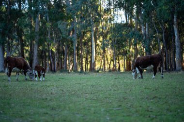 Nehir ve çimlerle kaplı bir havacılık arazisi. Sahilde sığır çiftliği ve deniz kenarında. Okyanus kıyısında ot otlayan ineklerle birlikte tarım.