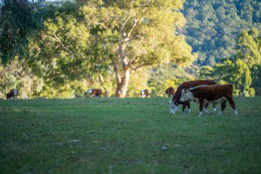 Nehir ve çimlerle kaplı bir havacılık arazisi. Sahilde sığır çiftliği ve deniz kenarında. Okyanus kıyısında ot otlayan ineklerle birlikte tarım.