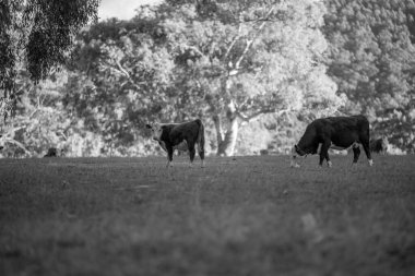Nehir ve çimlerle kaplı bir havacılık arazisi. Sahilde sığır çiftliği ve deniz kenarında. Okyanus kıyısında ot otlayan ineklerle birlikte tarım.