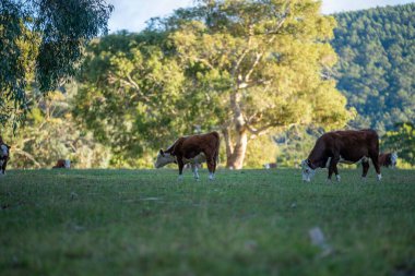 Nehir ve çimlerle kaplı bir havacılık arazisi. Sahilde sığır çiftliği ve deniz kenarında. Okyanus kıyısında ot otlayan ineklerle birlikte tarım.