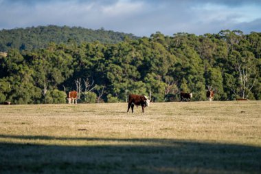 Nehir ve çimlerle kaplı bir havacılık arazisi. Sahilde sığır çiftliği ve deniz kenarında. Okyanus kıyısında ot otlayan ineklerle birlikte tarım.