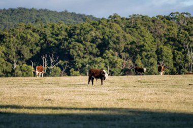 Nehir ve çimlerle kaplı bir havacılık arazisi. Sahilde sığır çiftliği ve deniz kenarında. Okyanus kıyısında ot otlayan ineklerle birlikte tarım.