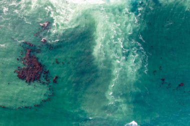 Nehir ve çimlerle kaplı bir havacılık arazisi. Sahilde sığır çiftliği ve deniz kenarında. Okyanus kıyısında ot otlayan ineklerle birlikte tarım.