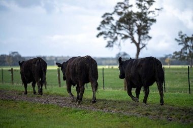 Bir tarlada otlayan inek sürüsü. Bir otlakta yenilenebilir angus sığırı. 