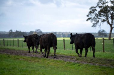 Bir tarlada otlayan inek sürüsü. Bir otlakta yenilenebilir angus sığırı. 