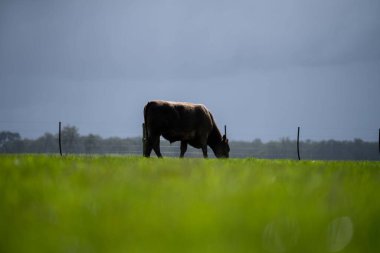 Bir tarlada otlayan inek sürüsü. Bir otlakta yenilenebilir angus sığırı. 