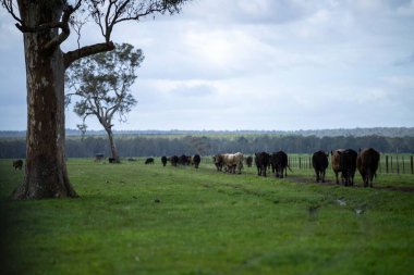 Bir tarlada otlayan inek sürüsü. Bir otlakta yenilenebilir angus sığırı. 