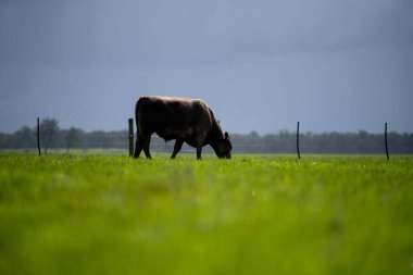 Bir tarlada otlayan inek sürüsü. Bir otlakta yenilenebilir angus sığırı. 