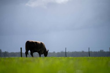 Bir tarlada otlayan inek sürüsü. Bir otlakta yenilenebilir angus sığırı. 