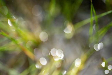 Bir tarlada otlayan inek sürüsü. Bir otlakta yenilenebilir angus sığırı. 