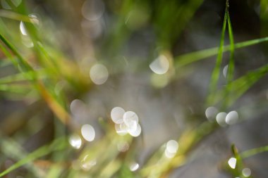 Bir tarlada otlayan inek sürüsü. Bir otlakta yenilenebilir angus sığırı. 