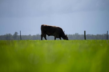 Bir tarlada otlayan inek sürüsü. Bir otlakta yenilenebilir angus sığırı. 
