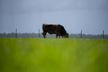 Bir tarlada otlayan inek sürüsü. Bir otlakta yenilenebilir angus sığırı. 