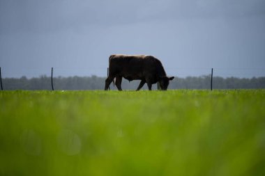Bir tarlada otlayan inek sürüsü. Bir otlakta yenilenebilir angus sığırı. 