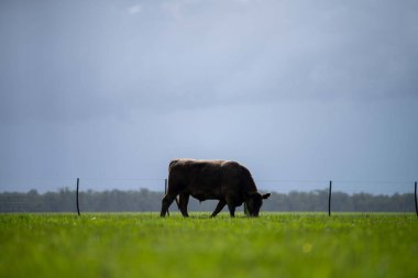 Bir tarlada otlayan inek sürüsü. Bir otlakta yenilenebilir angus sığırı. 