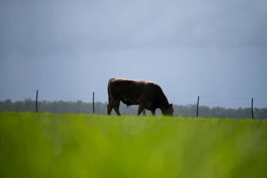 Bir tarlada otlayan inek sürüsü. Bir otlakta yenilenebilir angus sığırı. 