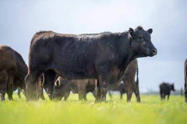 Bir tarlada otlayan inek sürüsü. Bir otlakta yenilenebilir angus sığırı. 