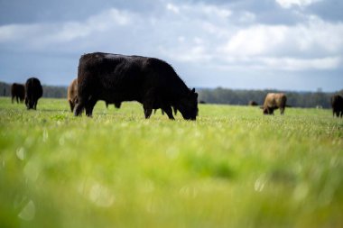 Bir tarlada otlayan inek sürüsü. Bir otlakta yenilenebilir angus sığırı. 