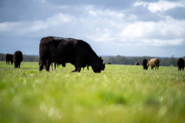 Bir tarlada otlayan inek sürüsü. Bir otlakta yenilenebilir angus sığırı. 