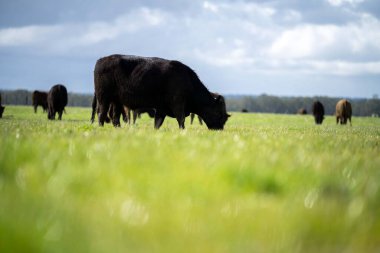 Bir tarlada otlayan inek sürüsü. Bir otlakta yenilenebilir angus sığırı. 