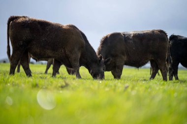 Bir tarlada otlayan inek sürüsü. Bir otlakta yenilenebilir angus sığırı. 