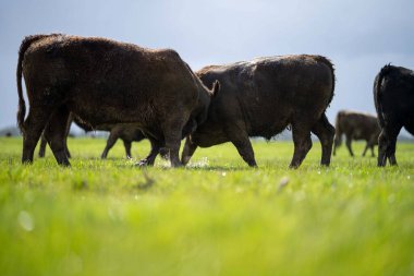 Bir tarlada otlayan inek sürüsü. Bir otlakta yenilenebilir angus sığırı. 