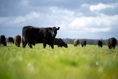 herd of Cows grazing on pasture in a field. regenerative angus cattle in a paddock  clipart