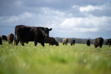 Bir tarlada otlayan inek sürüsü. Bir otlakta yenilenebilir angus sığırı. 