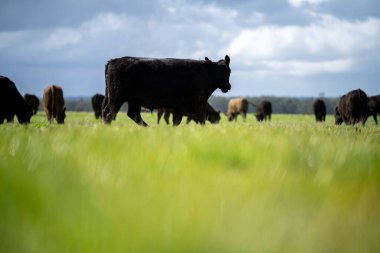 Bir tarlada otlayan inek sürüsü. Bir otlakta yenilenebilir angus sığırı. 