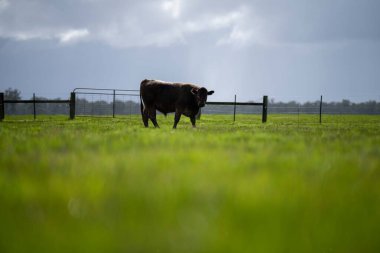 Bir tarlada otlayan inek sürüsü. Bir otlakta yenilenebilir angus sığırı. 