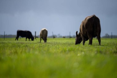 Bir tarlada otlayan inek sürüsü. Bir otlakta yenilenebilir angus sığırı. 