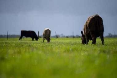 Bir tarlada otlayan inek sürüsü. Bir otlakta yenilenebilir angus sığırı. 
