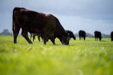 Bir tarlada otlayan inek sürüsü. Bir otlakta yenilenebilir angus sığırı. 