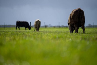 Bir tarlada otlayan inek sürüsü. Bir otlakta yenilenebilir angus sığırı. 