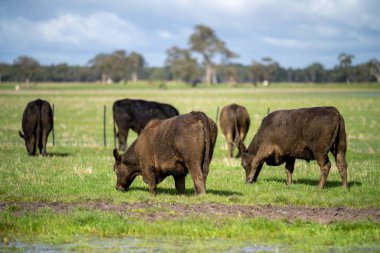 Bir tarlada otlayan inek sürüsü. Bir otlakta yenilenebilir angus sığırı. 