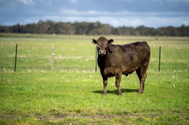 Bir tarlada otlayan inek sürüsü. Bir otlakta yenilenebilir angus sığırı. 