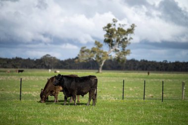 Bir tarlada otlayan inek sürüsü. Bir otlakta yenilenebilir angus sığırı. 