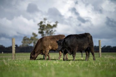 Bir tarlada otlayan inek sürüsü. Bir otlakta yenilenebilir angus sığırı. 