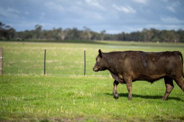 Bir tarlada otlayan inek sürüsü. Bir otlakta yenilenebilir angus sığırı. 