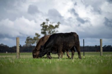 Bir tarlada otlayan inek sürüsü. Bir otlakta yenilenebilir angus sığırı. 