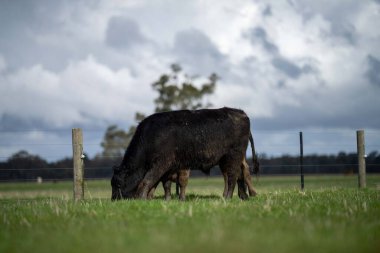 Bir tarlada otlayan inek sürüsü. Bir otlakta yenilenebilir angus sığırı. 